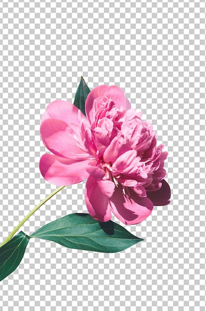 A pink flower on a white background, pink flower png clipart