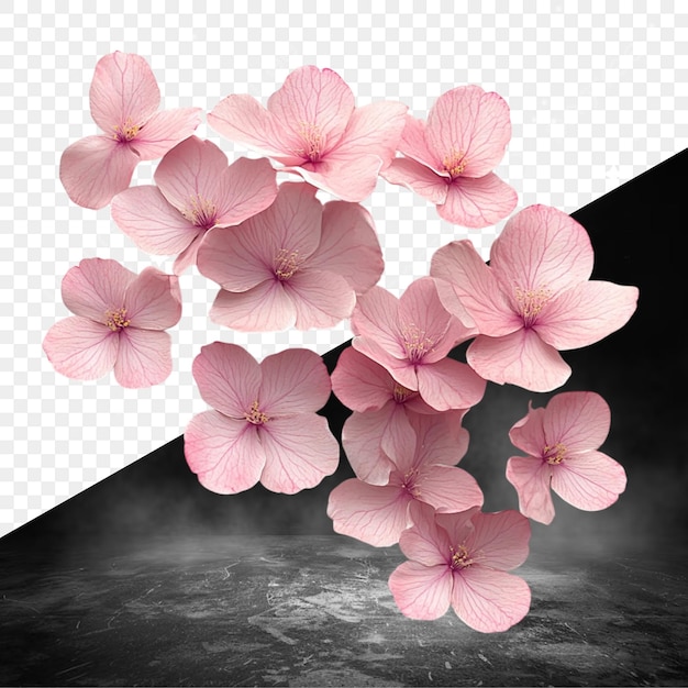 핑크색 꽃을 말하는 검은색 배경의 분홍색 꽃