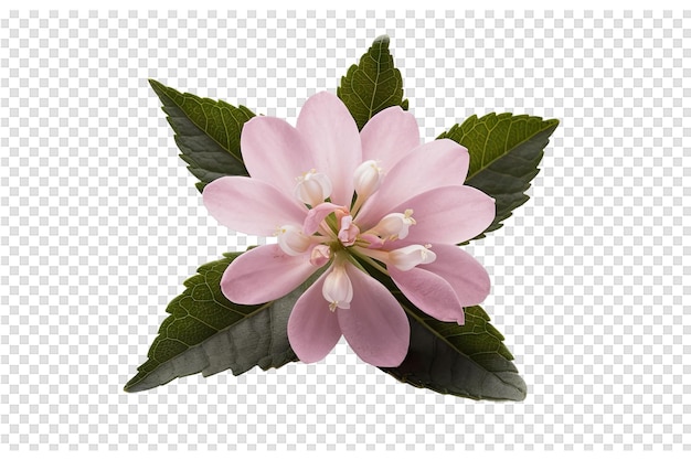 PSD a pink flower with green leaves