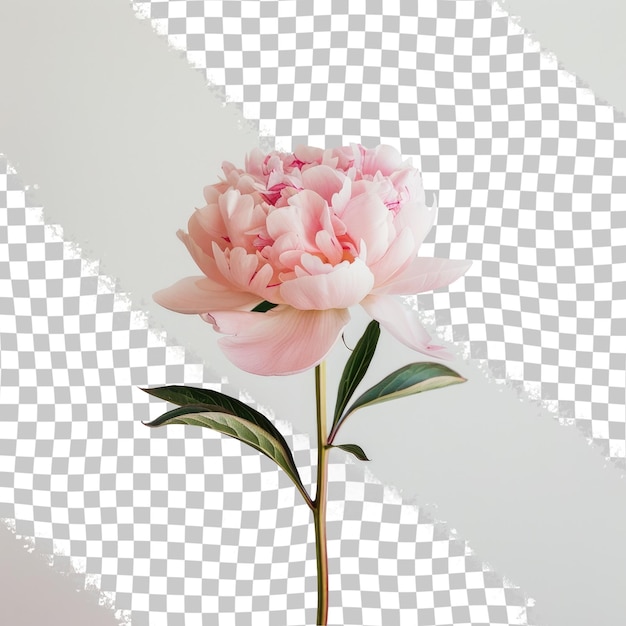 PSD un fiore rosa con la parola peonia in fondo