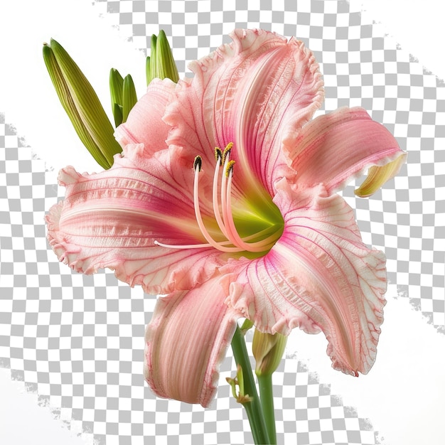PSD un fiore rosa con la parola primavera su di esso
