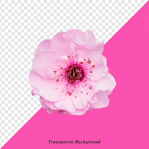 一朵粉紅色的花,上面有透明的文字