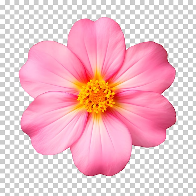 PSD a pink flower with a yellow center isolated on a transparent background