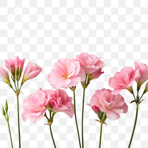 Pink Flowers Isolated on Transparent Background