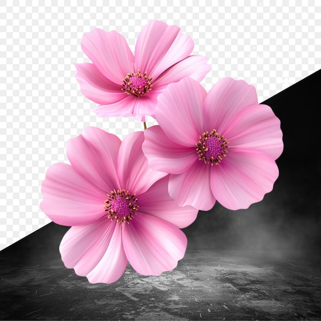 pink flowers on a black background with a black background