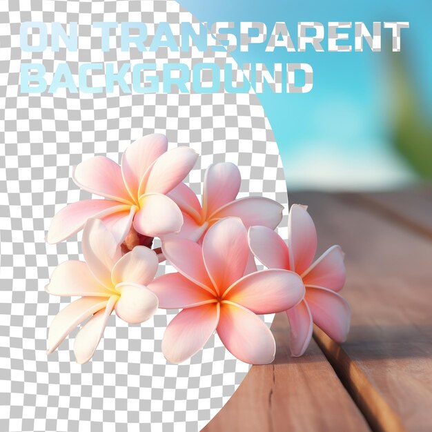 PSD pink frangipani flowers contrast beautifully against the transparent background