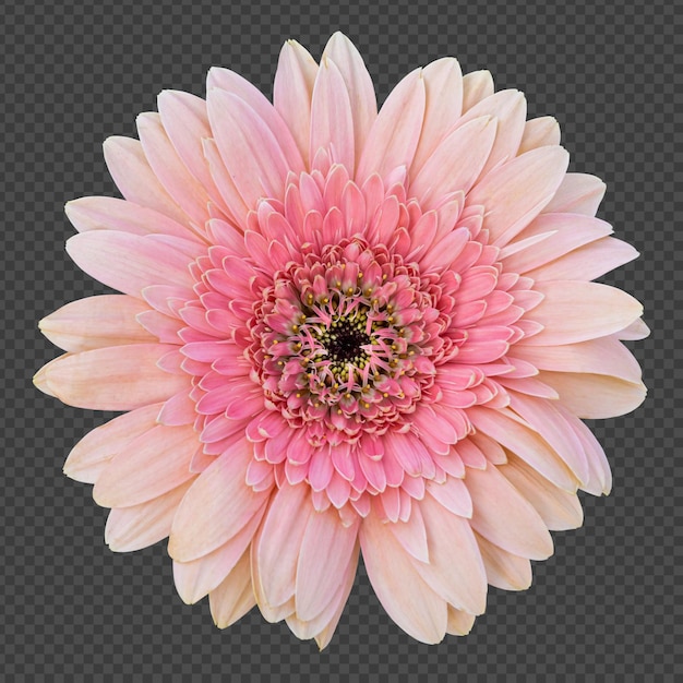 Pink gerbera flower isolated rendering