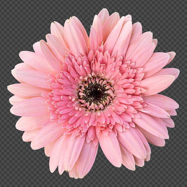 PSD pink gerbera flower isolated rendering