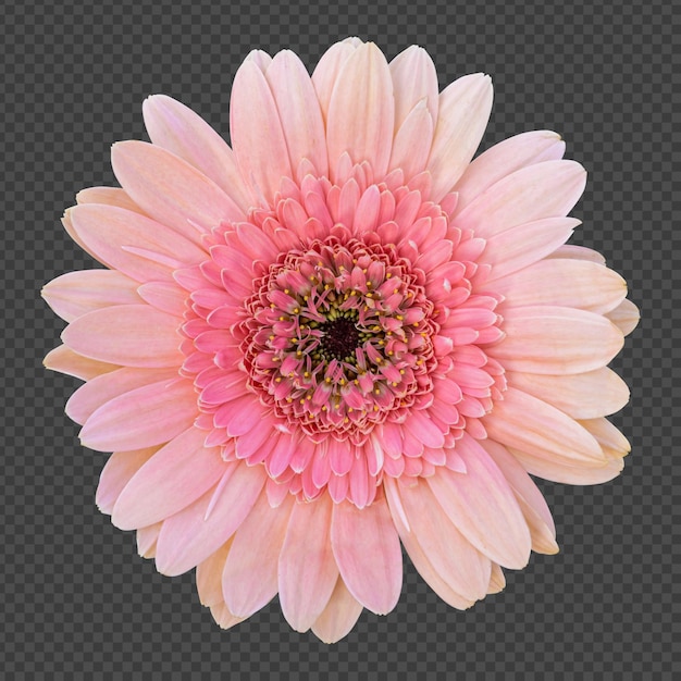 PSD pink gerbera flower isolated rendering