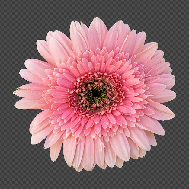 PSD pink gerbera flower isolated rendering