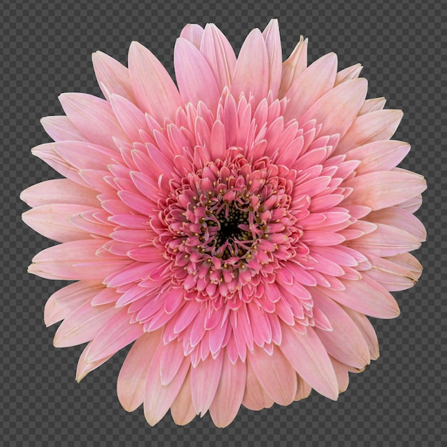 PSD rappresentazione isolata del fiore rosa della gerbera