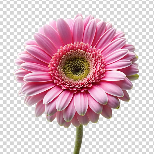 PSD fiore di gerbera rosa isolato su uno sfondo trasparente