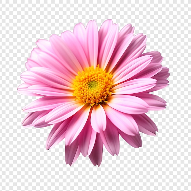 Pink gerbera flower png isolated on transparent background premium psd