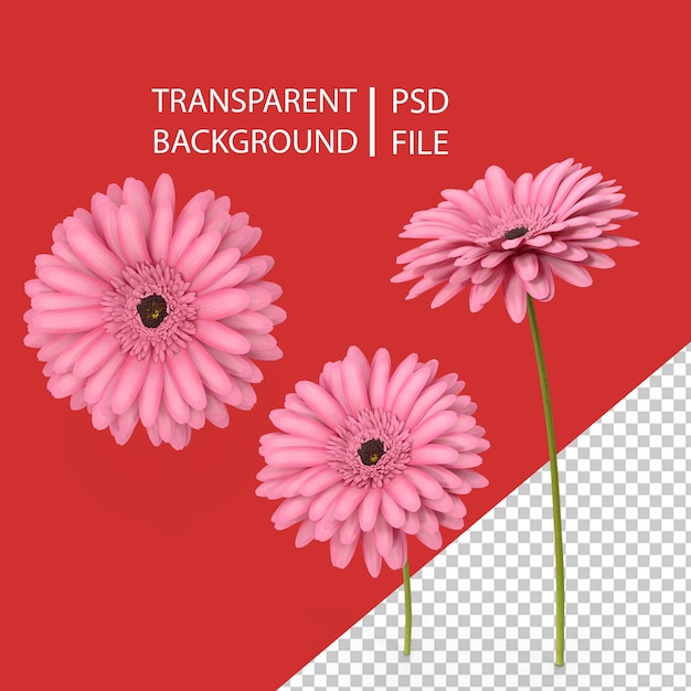 Pink Gerbera Flower PNG
