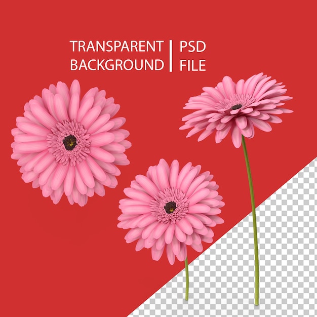 PSD pink gerbera flower png