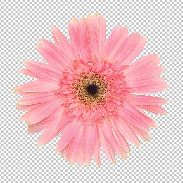 PSD gerbera rosa fiore trasparenza muro. oggetto floreale.