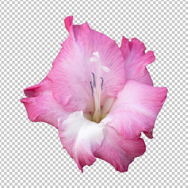 PSD rendering isolato fiore gladiolo rosa