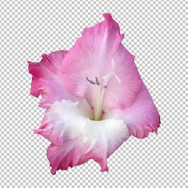 Pink gladiolus flower isolated rendering