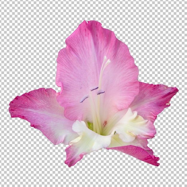 Розовый цветок гладиолуса изолированный рендеринг