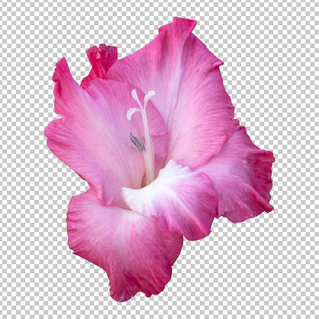 Rendering isolato fiore gladiolo rosa