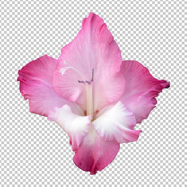 Pink gladiolus flower isolated rendering