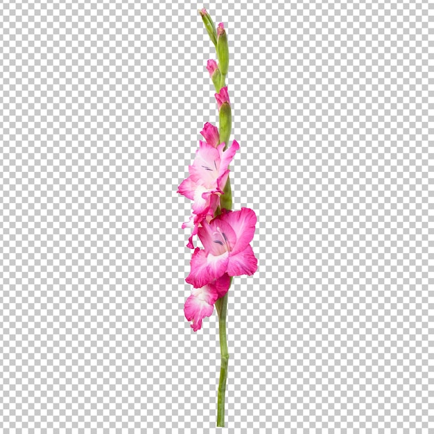 Rendering isolato gambo fiore gladiolo rosa