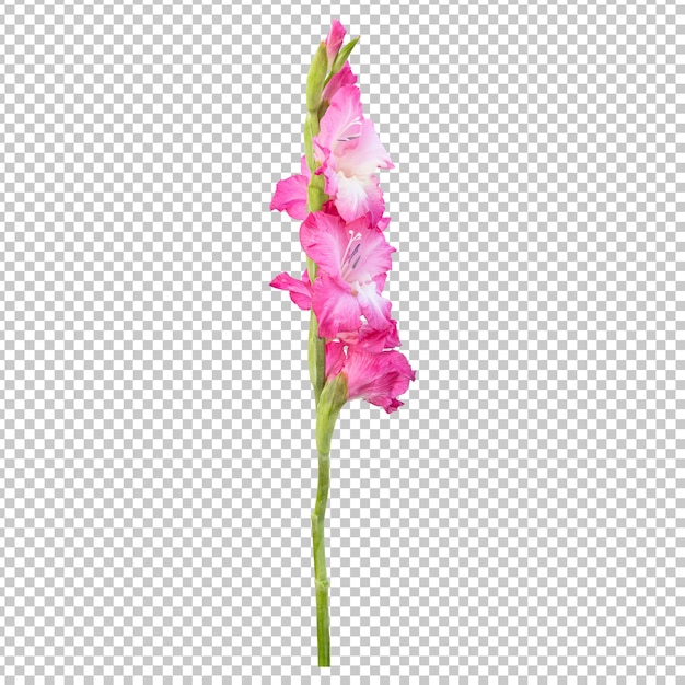 Rendering isolato gambo fiore gladiolo rosa