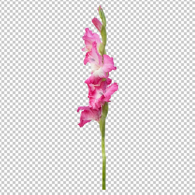 pink gladiolus flower stem isolated rendering