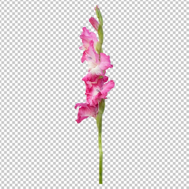 PSD pink gladiolus flower stem isolated rendering