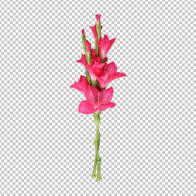 PSD il fiore rosa del gladiolo deriva il rendering isolato