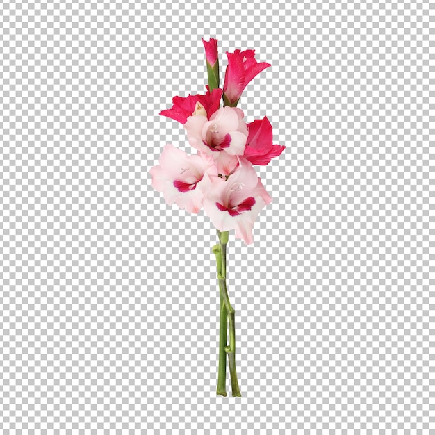 PSD ピンクのグラジオラスの花の茎の分離のレンダリング