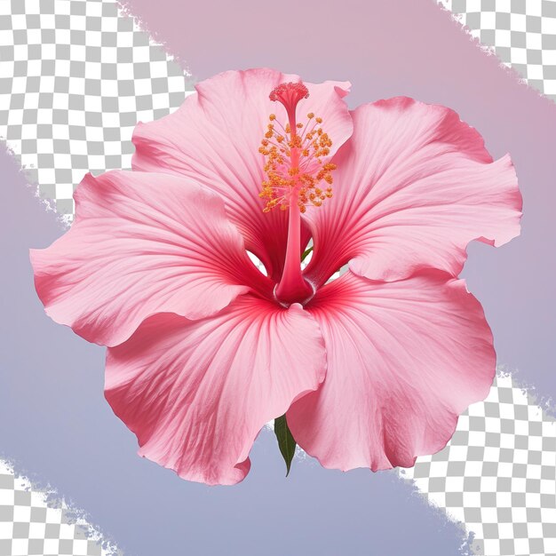 PSD pink hibiscus bloom