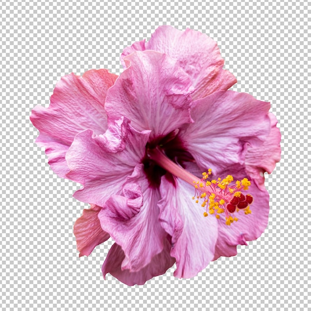 Pink hibiscus flower isolated rendering