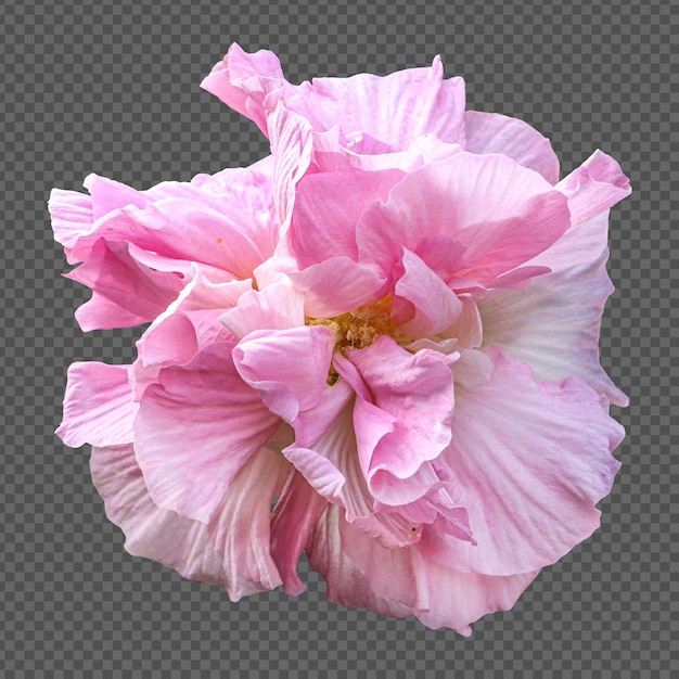 PSD pink hibiscus mutabilis flower isolated rendering