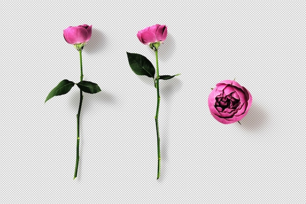 PSD pink isolated 3d rose elements for decoration