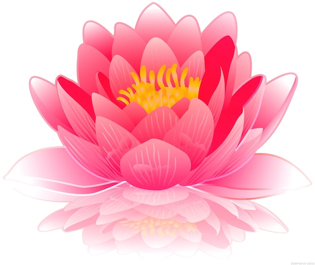 PSD pink lotus flower illustration water lilies computer file pink water lily computer wallpaper lilium flower png