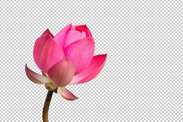 PSD pink lotus flower on isolated transparency background