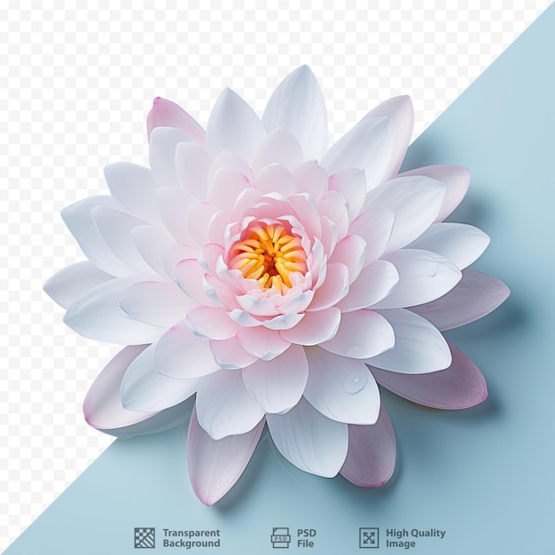 PSD a pink lotus flower with a blue background with a blue background.