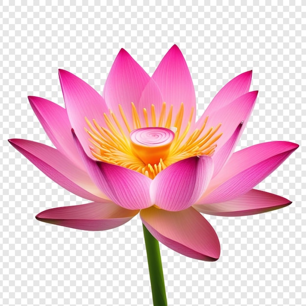 Pink lotus flowers png isolated on transparent background premium psd