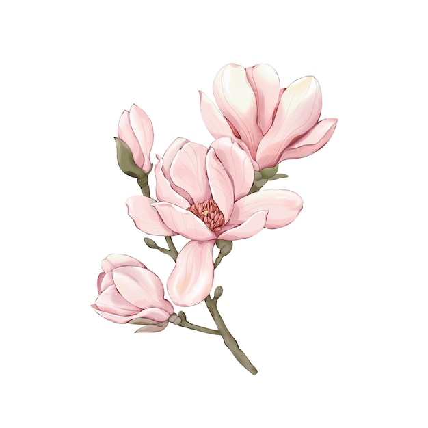 Pink Magnolia Blossoms