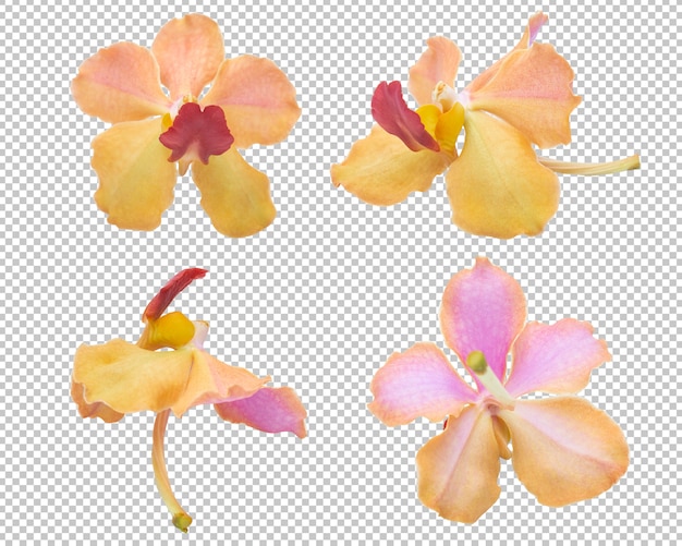 Розово-оранжевые цветки орхидеи на изолированной прозрачности. цветочный.
