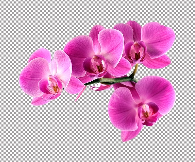 PSD pink orchid flower on white backgrounds