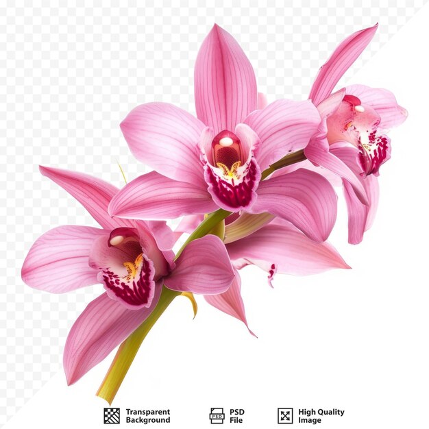 PSD pink orchid lovely tropical flower isolated on white save path