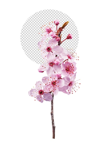 PSD 春のピンクの桃の花