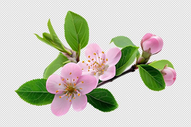 PSD 柔らかい春の光に隔離されたピンクの桃の花