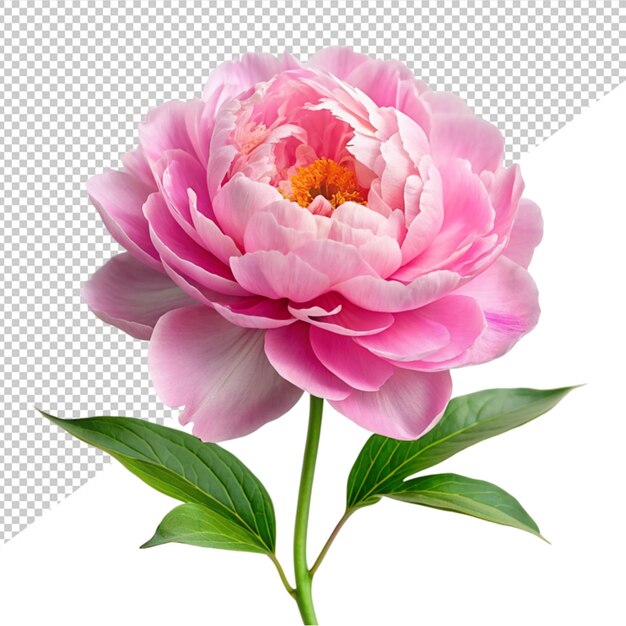 Pink peony flower on transparent background