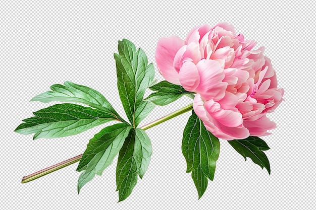 PSD pink peony with falling petal