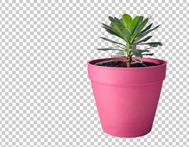 Pink plant pot for home decor