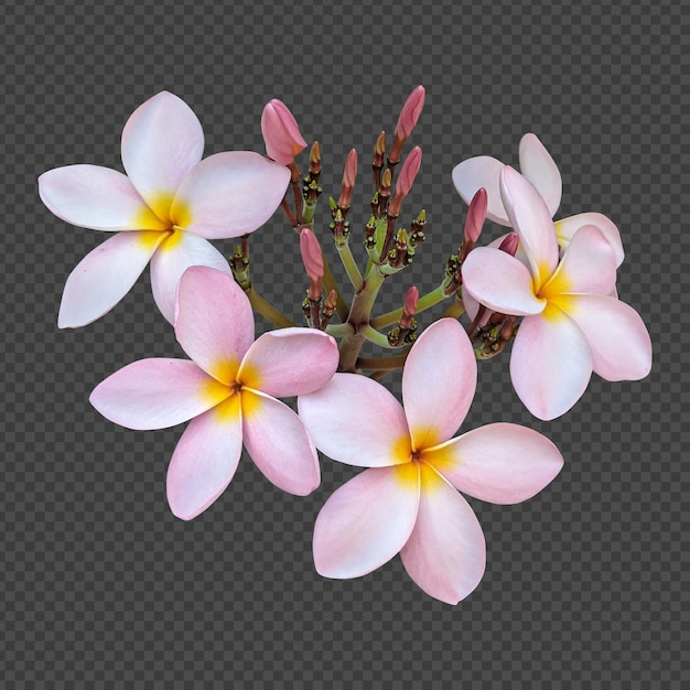 Pink plumeria flowers isolated rendering