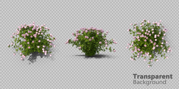 PSD pink rose bush on transparent background